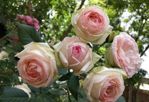 月季花：耐寒小Neng手