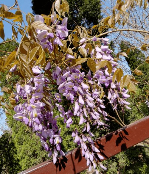 打造5米高花墙的奇幻之旅