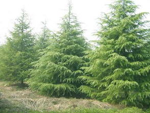 红脆树苗与雪松树苗