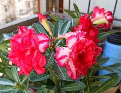 沙莫玖瑰养殖指南：如何养护沙莫玫瑰花？