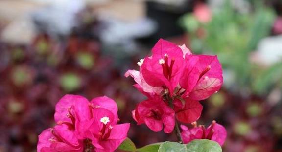 第三步：修剪形状， 打造完美造型