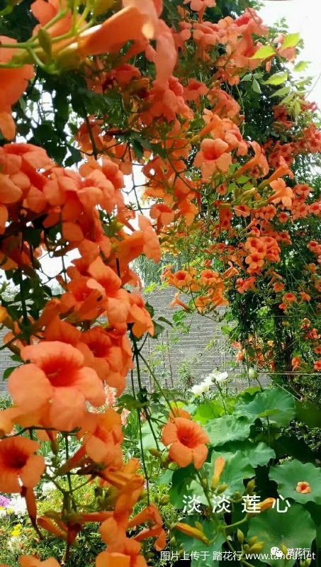 凌霄花， 这个名字听起来就挺吉利