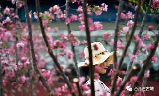 海棠树的种类及其特点