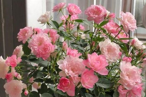 规格揭秘：160mm双色杯