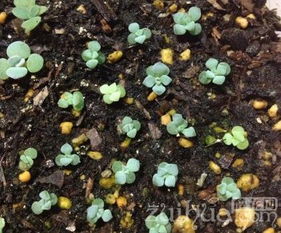 夏天种榆树， 播种时间要选对