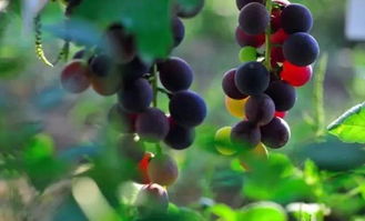 多菌灵，葡萄的好帮手