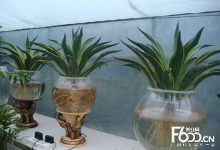 水培花卉，暗处也嫩绽放的花朵