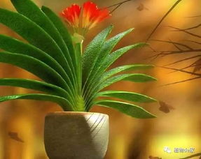 全网实惠商品分享助手：君子兰叶子生长的奥秘