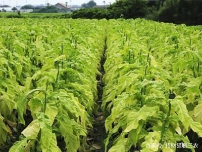 草甘膦和草胺磷在葡萄园除草，哪种效果更好？