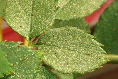 月季黄叶，春天里的困扰