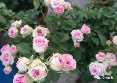 羊脂香水月季：香气浓郁，花瓣厚实