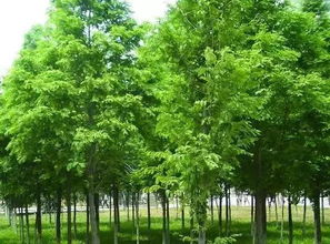 苗木规格的重要性