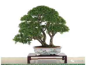 罗汉松浇水频率：每日适量，养植无忧