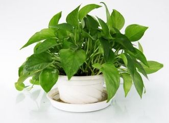室内养花选择需考虑光照、湿度、温度等因素