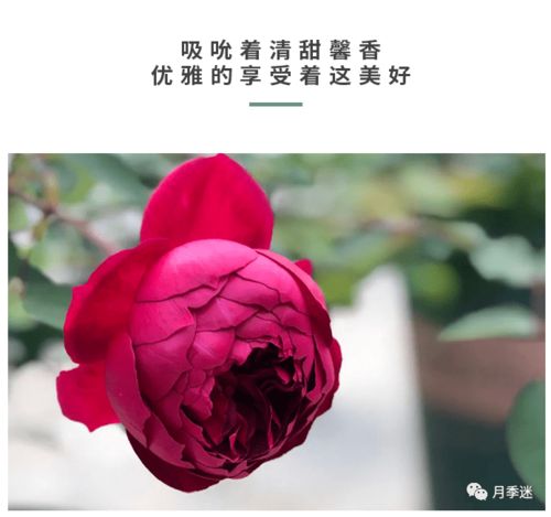 皇家胭脂月季， 花大香浓的秘密