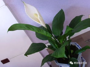 夏天花儿朵朵开，新手养花不慌张这个！