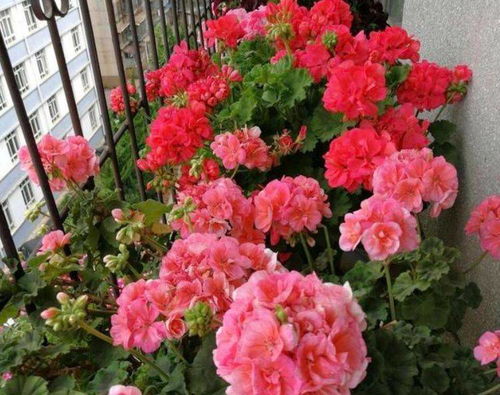 天竺葵：阳光下的美丽花朵