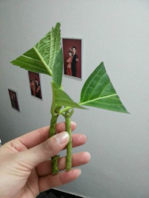 石斛分株扦插时如何掌握合适的分株数量和扦插技巧以确保繁殖成功率