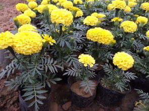 万寿菊一斤多少钱？5-12-21元选购指南！