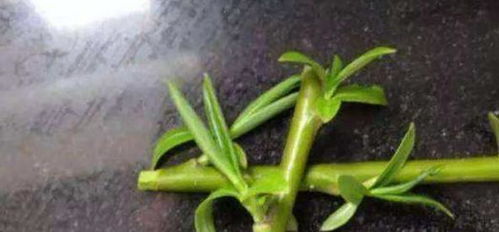 花草生根剂家庭自制，效果如何