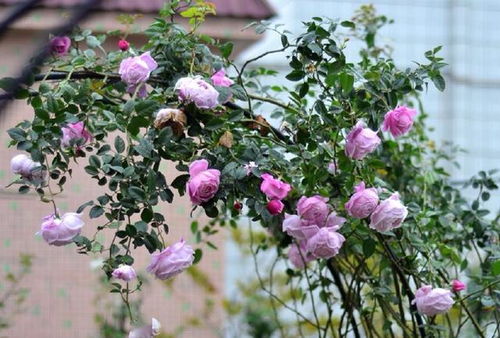 浓香藤本月季品种大盘点，香飘满园的十大选择！