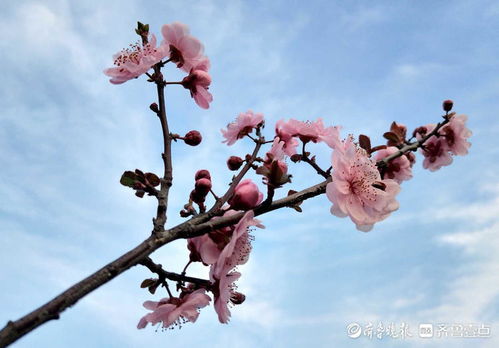 美人梅花语究竟蕴含着怎样的美丽寓意