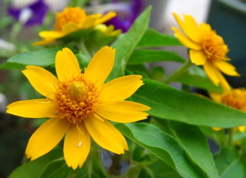 水养向日葵能开多久？不烂花的秘诀揭晓！