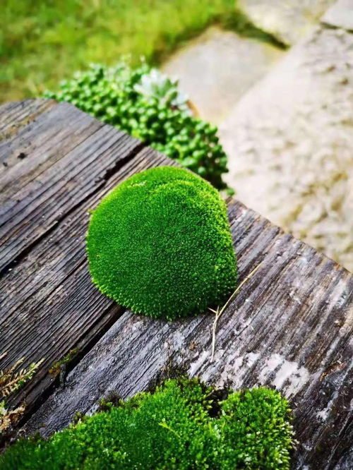 草木之情，心灵之慰