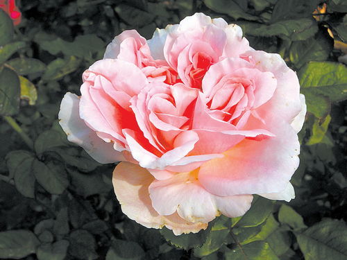 种植技巧， 让你的月季花开得geng美