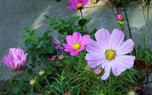 波斯菊：新手种花的“福音”