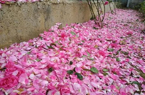 月季夏日大作战：防暑降温的小窍门大公开！