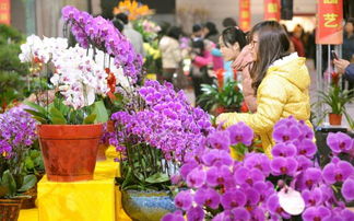 广州芳村：岭南花卉的明珠