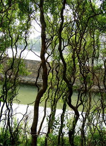 松树：长寿与繁荣的象征