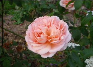 我的月季花儿，你知道吗？