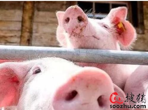 创新“龙头引领”养殖模式，推动猪业产业升级