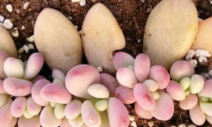 一、 多肉叶片出芽的条件