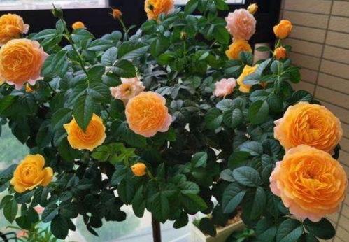 月季花入冬前的养护， 五大关键措施