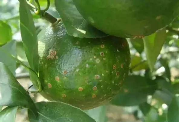 吊兰介壳虫是常见害虫，繁殖迅速
