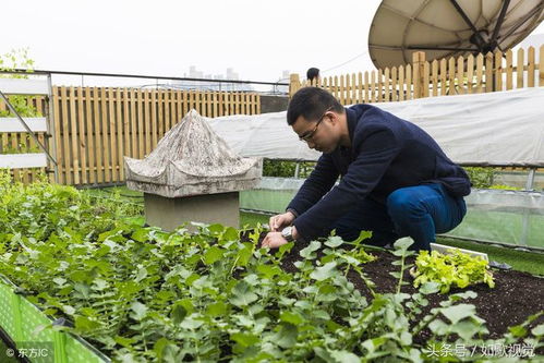 白萝卜和蒜苗：耐储存的美食佳品