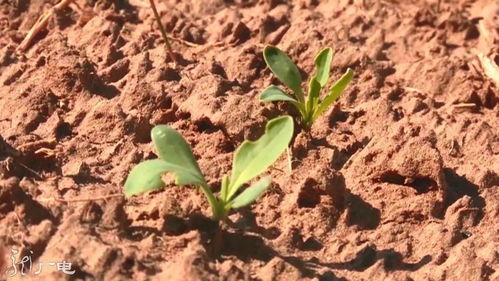 远志种子出苗那些事儿