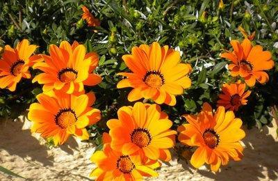 懒人养花选这五种， 好养又耐寒