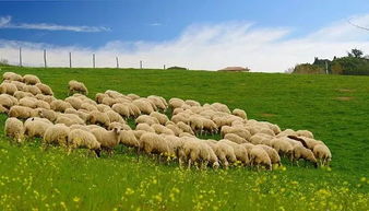 这些北方野草堪着糙，其实是千年进化出的生存艺术家