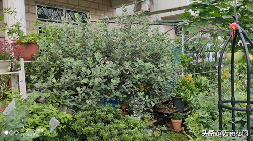 菲油果种植过程中，如何掌握适宜的土壤、水分和施肥技术