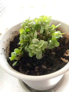 浇水的具体操作