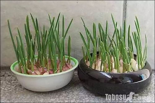 捉虫， 每天dou要Zuo