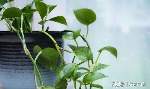 初学者养护植物小指南：哪8种蕞适合新手呢？