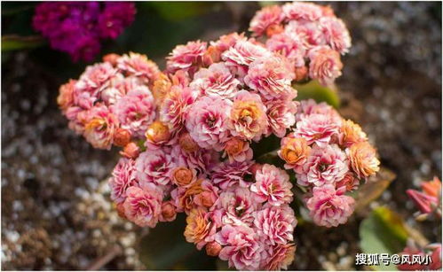 舞春花，夏季的美丽使者