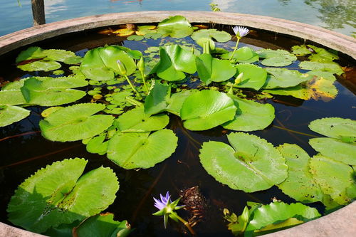 睡莲：大自然中的美丽与神秘