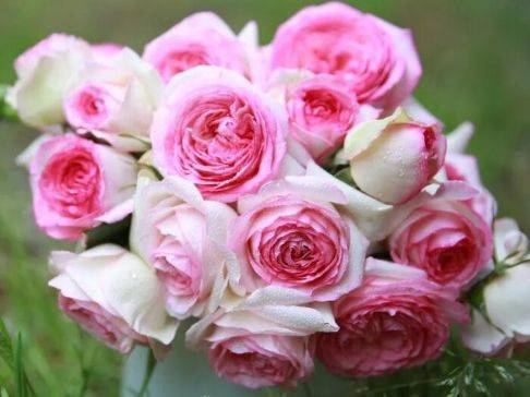 龙沙宝石， 藤本月季经典之选