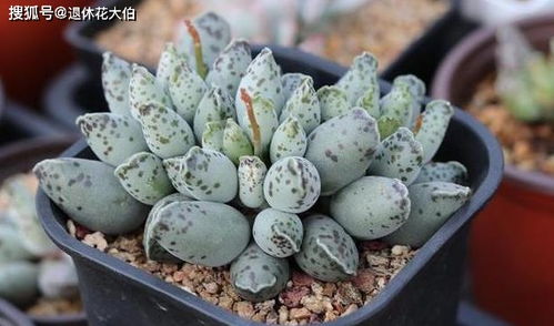 肉肉植物冬天如何浇水？避免水多烂根怎么办